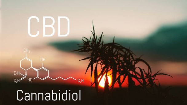 Elementos químicos del CBD contenidos en el cannabis. Antispa médico
 - Foto, imagen