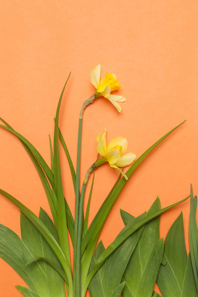 Studio shot of yellow Narcissus flowers on the orange background - Photo, Image