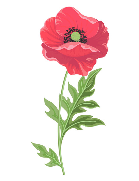 Vector illustration. Poppy flower isolated on white background-Vector. - Vector, imagen