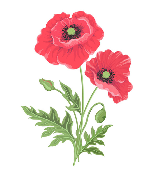 Kwiaty maku. Kwiatowy ilustracji botanicznej do wystroju wnętrz lub szablon pozdrowienia wakacje - Wektor, obraz
