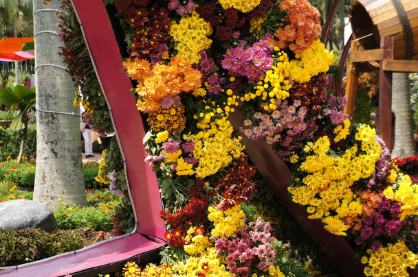Putrajaya, Malezja-25 sierpień 2018: różne gatunki i kolorowe kwiaty chryzantemy sadzone i rośnie w Royal Garden Floria w Putrajaya, Malezja. - Zdjęcie, obraz