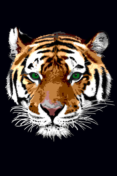 tigre - Foto, Imagem
