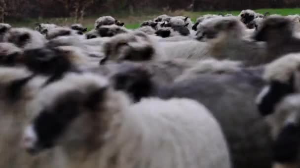 Pasą się owce na górze czysty trawy - Materiał filmowy, wideo