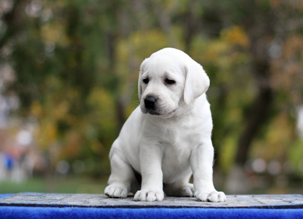 un cachorrito labrador sobre fondo azul
 - Foto, imagen