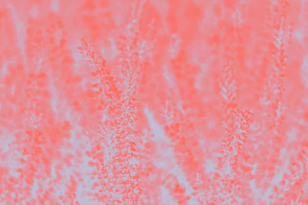Кораловий кольоровий фон з принтами рослин
 - Фото, зображення