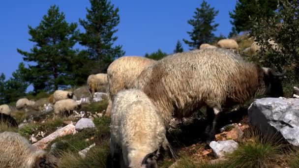 Dağda koyun temiz ot otlatmak - Video, Çekim