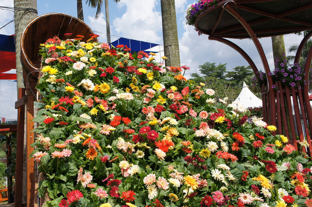 Putrajaya, Malezja-25 sierpień 2018: różne gatunki i kolorowe kwiaty chryzantemy sadzone i rośnie w Royal Garden Floria w Putrajaya, Malezja. - Zdjęcie, obraz