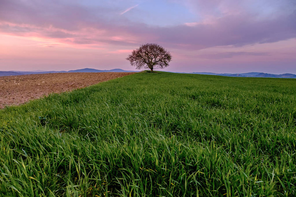 Paisaje rural con un solo árbol en pradera verde bajo el cielo de color atardecer en Toscana, Italia
 - Foto, Imagen