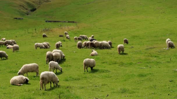 Sheep on the mountain graze clean grass - Záběry, video