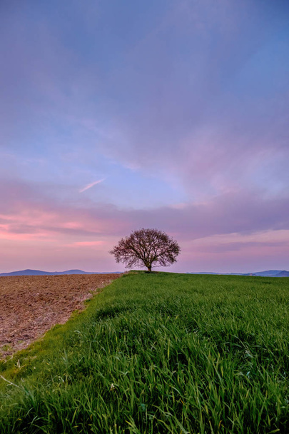 Venkovská krajina s jedním stromem na zelené louce pod barevným nebem v Toskánsku v Itálii - Fotografie, Obrázek