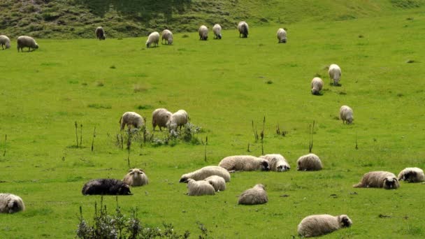 Schafe am Berg weiden sauberes Gras - Filmmaterial, Video