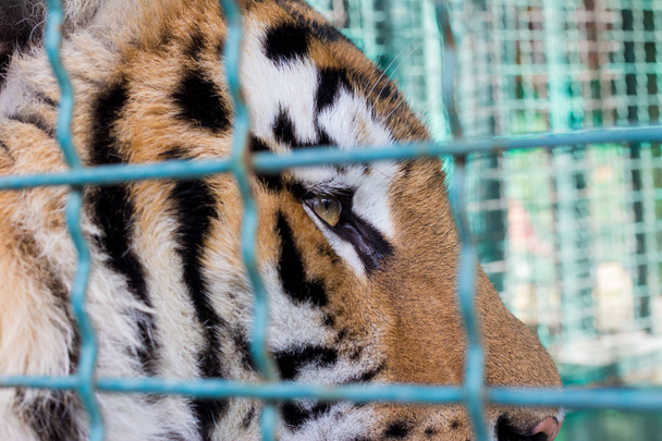 Close up of a siberian tiger eye behind bars - Fotografie, Obrázek
