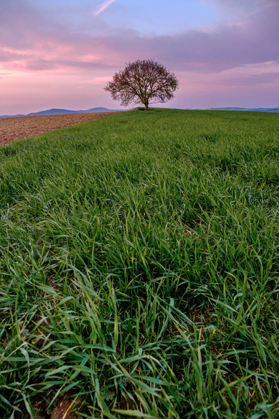 Venkovská krajina s jedním stromem na zelené louce pod barevným nebem v Toskánsku v Itálii - Fotografie, Obrázek