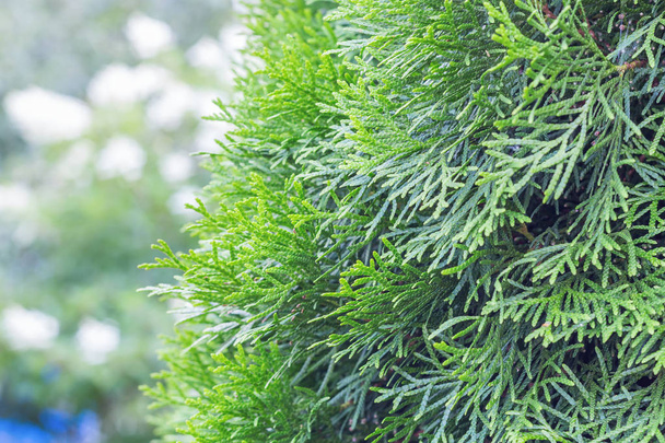 Coniferous green tree for background - Photo, Image