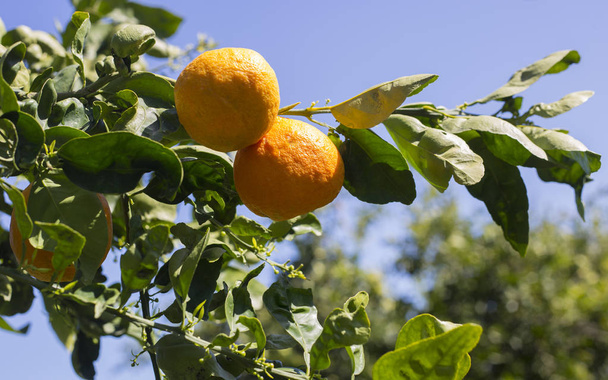 Tangerines nő egy fán, tavasszal, a mandarin kertek - Fotó, kép