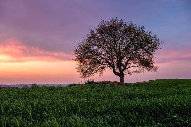 Landschaft mit einem einzigen Baum auf einer grünen Wiese unter einem von Sonnenuntergang gefärbten Himmel in der Toskana, Italien - Foto, Bild