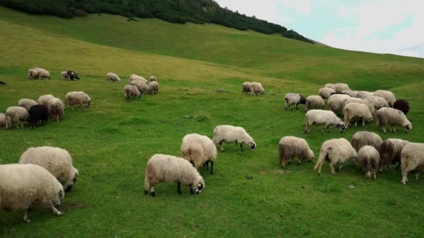 Čisté trávě pasou ovce na hoře - Záběry, video
