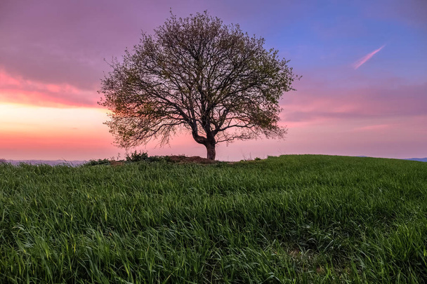 Landschaft mit einem einzigen Baum auf einer grünen Wiese unter einem von Sonnenuntergang gefärbten Himmel in der Toskana, Italien - Foto, Bild