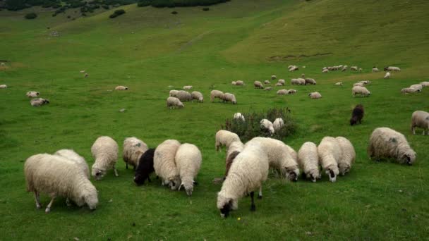 Овцы в горах пасут чистую траву
 - Кадры, видео