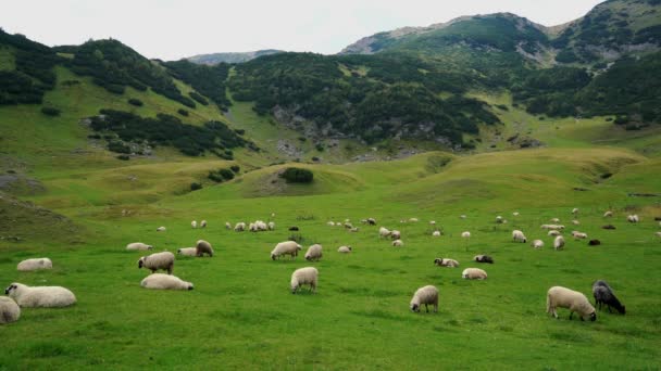 Schafe am Berg weiden sauberes Gras - Filmmaterial, Video