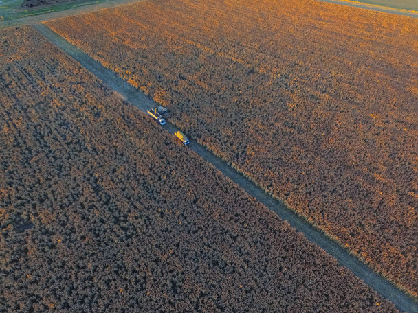 Cirok termés La Pampa, Argentína - Fotó, kép