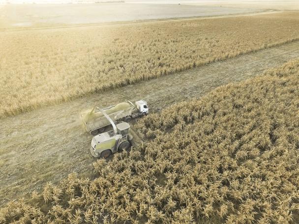 Sorghum Harvest in La Pampa, Argentinië - Foto, afbeelding