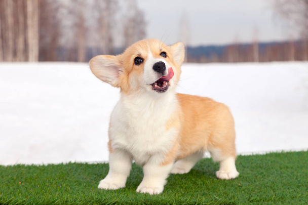 Cute red welsh corgi pembroke puppy on the grass, walk outdoor,  - 写真・画像