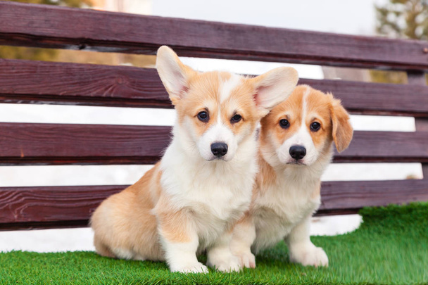 Cute red welsh corgi pembroke puppies on the grass, walk outdoor - Φωτογραφία, εικόνα