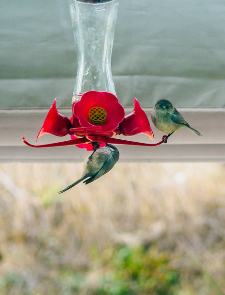 Varpuset kolibrin syöttölaitteissa
 - Valokuva, kuva