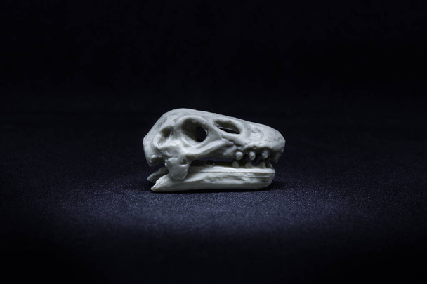 Brontosaurus Modelo de cráneo de cabeza de dinosaurio sobre fondo negro
 - Foto, Imagen