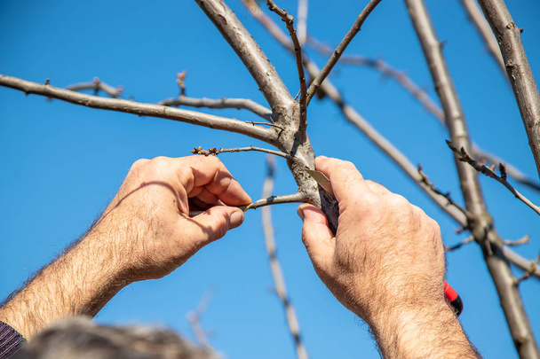 grafting trees in spring. Gardening and vegetable garden. Selective focus. - Photo, Image