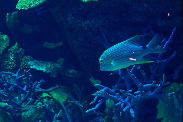 exotic sea fish Oceanarium - Foto, afbeelding