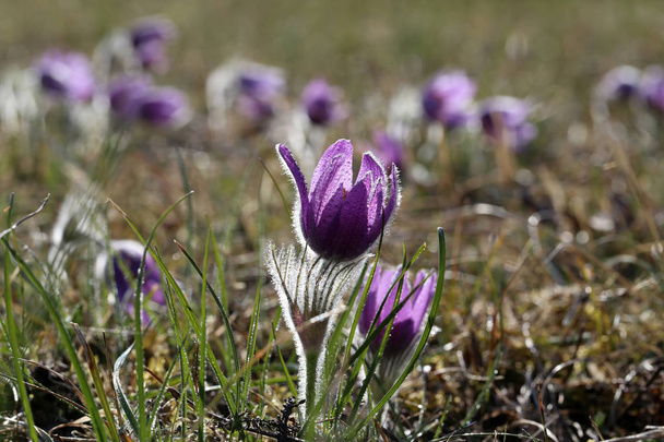 Hermosa flor esponjosa púrpura Oriental Pulsatilla patens pasqueflower - Foto, imagen