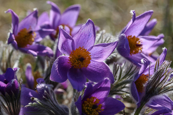 Beautiful purple fluffy flower Oriental Pulsatilla patens pasqueflower - Photo, Image