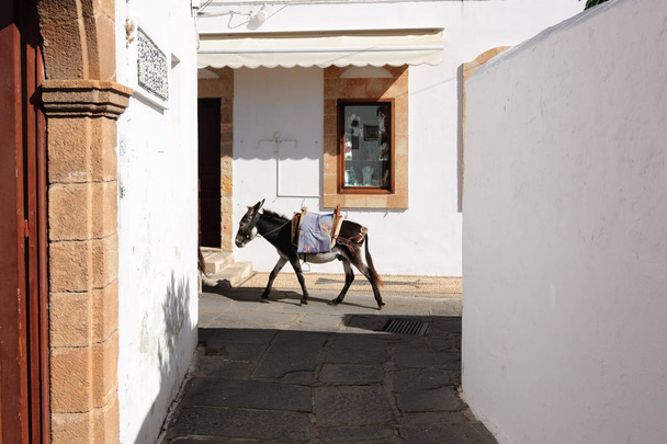 Esel ist das einzige Transportmittel auf den Straßen von Lindos, Griechenland. - Foto, Bild
