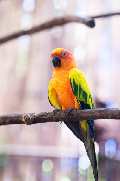 parrots in the background - Foto, imagen