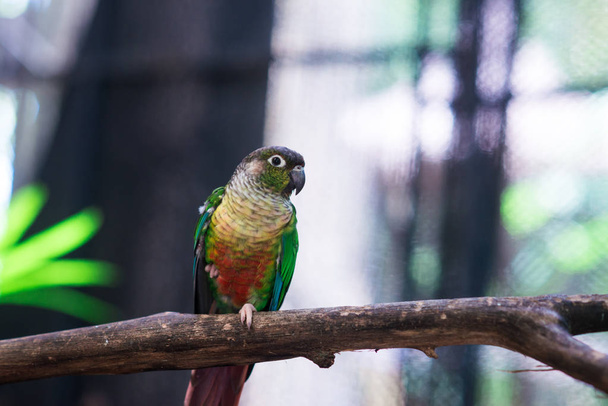 parrots in the background - Foto, Imagen