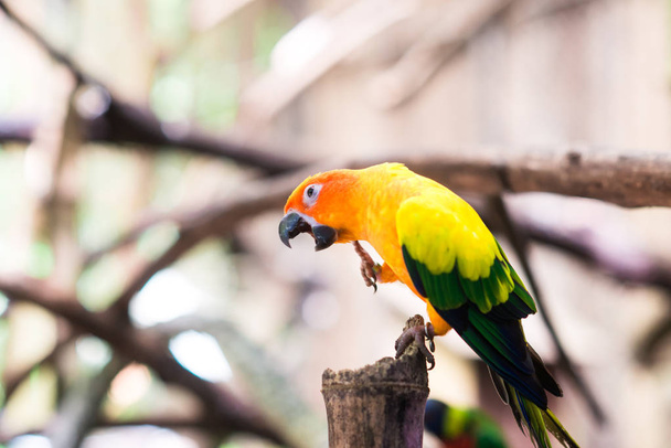 parrots in the background - 写真・画像