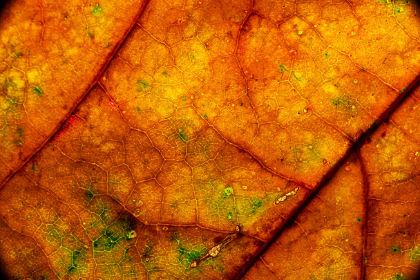Χρώμα φθινόπωρο φύλλο πράσινο κόκκινο πορτοκαλί κίτρινο macro - Φωτογραφία, εικόνα