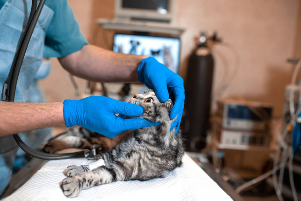 anesthesiologist prepares a cat for surgery. Checks if anesthesi - Photo, Image