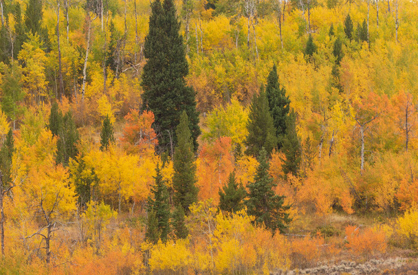 un paisaje de otoño escénico en los Tetones de Wyoming
 - Foto, Imagen