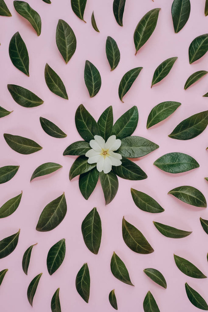 Creative composition in Green little leaves and flower represented over pink background separately. Many little leaves for decorating any post card or celebration card. Flat lay, top view, copy space - Foto, Imagem