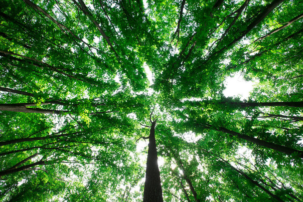 forest trees. nature green wood sunlight backgrounds - Φωτογραφία, εικόνα