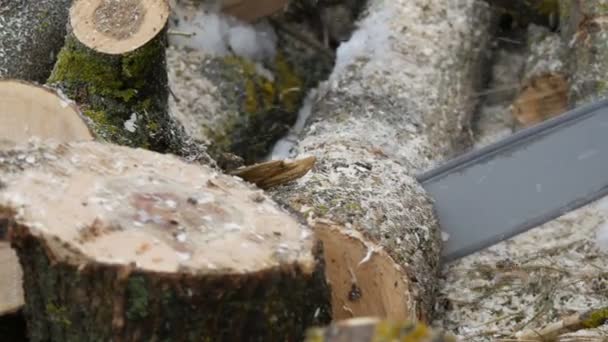 Coupe à travers le bois avec tronçonneuse - Séquence, vidéo