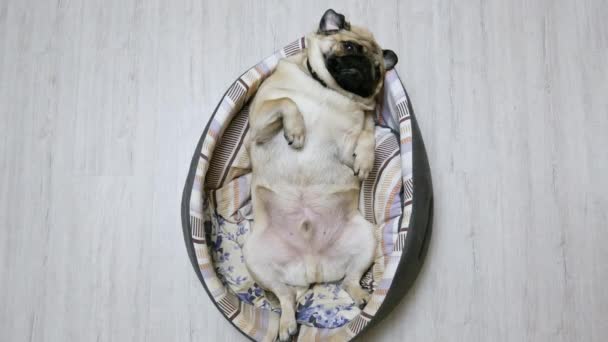 Grappige Pug Dog ligt in bed van de hond op zijn rug, zeer moe en vet - Video