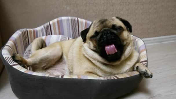 Щенок-мопс зевает в собачьей постели, очень уставший и ленивый
 - Кадры, видео