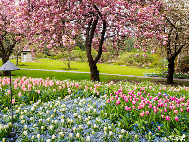 Borde de tulipán bajo cerezos florecientes en el jardín de primavera
 - Foto, imagen
