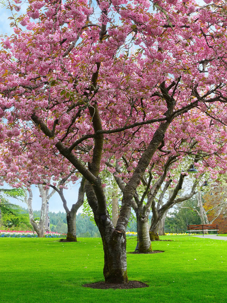 Fiore di ciliegio
 - Foto, immagini