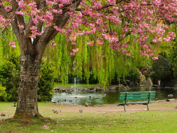 Pad alá a cseresznyefa virágzás - Fotó, kép