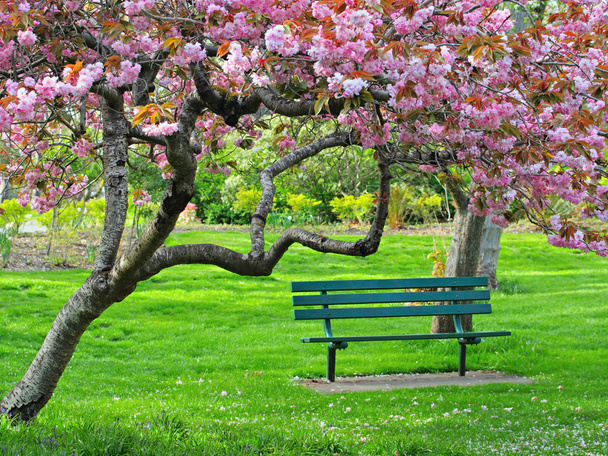 Лавка під вишневим цвітінням
 - Фото, зображення